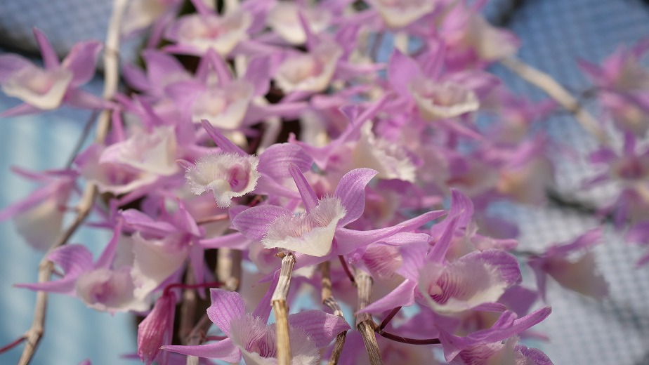 ピエラルディー 2025年最新】ピエラルディーの人気アイテム - メルカリ